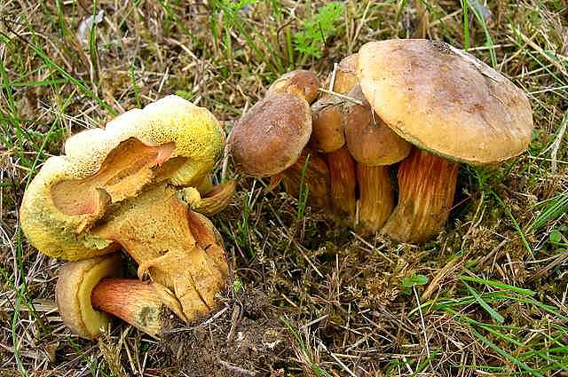 2005 :  Un anno di funghi